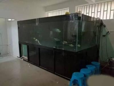 魚缸的種類與特點：如何選擇一個適合自己的魚缸