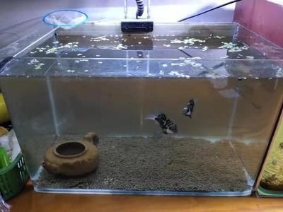 魚缸的種類與特點：如何選擇一個適合自己的魚缸