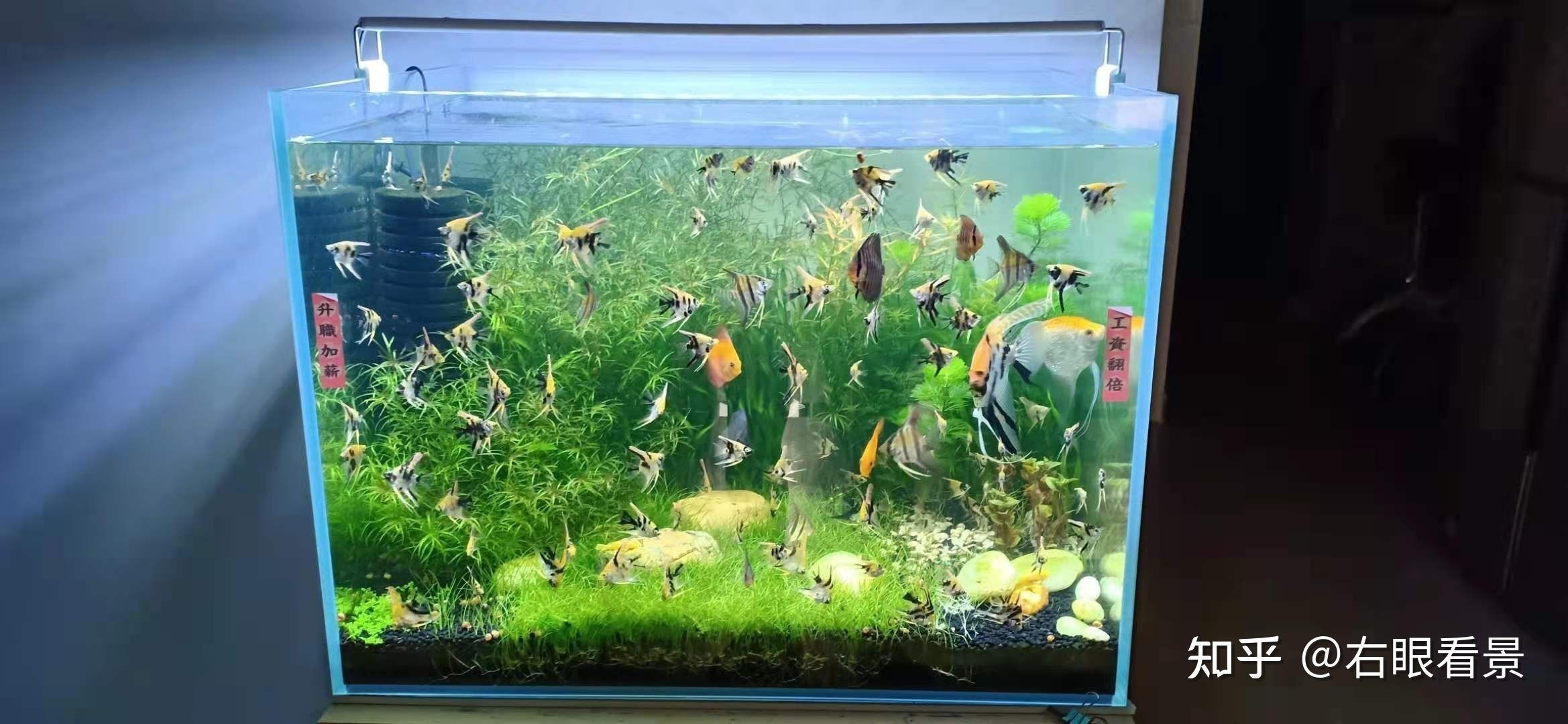 魚缸過濾器品牌排行榜和專業評測得出的魚缸過濾器品牌：<strong><mark>福建</mark></strong>閩江水族實業有限公司
