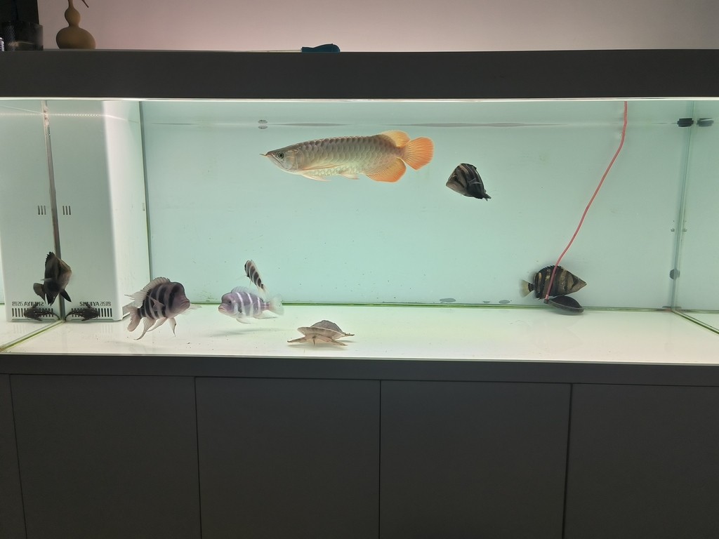 滿缸水第二天，適應了，尾鰭也舒展了