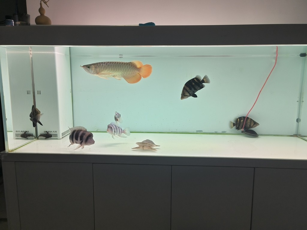滿缸水第二天，適應了，尾鰭也舒展了