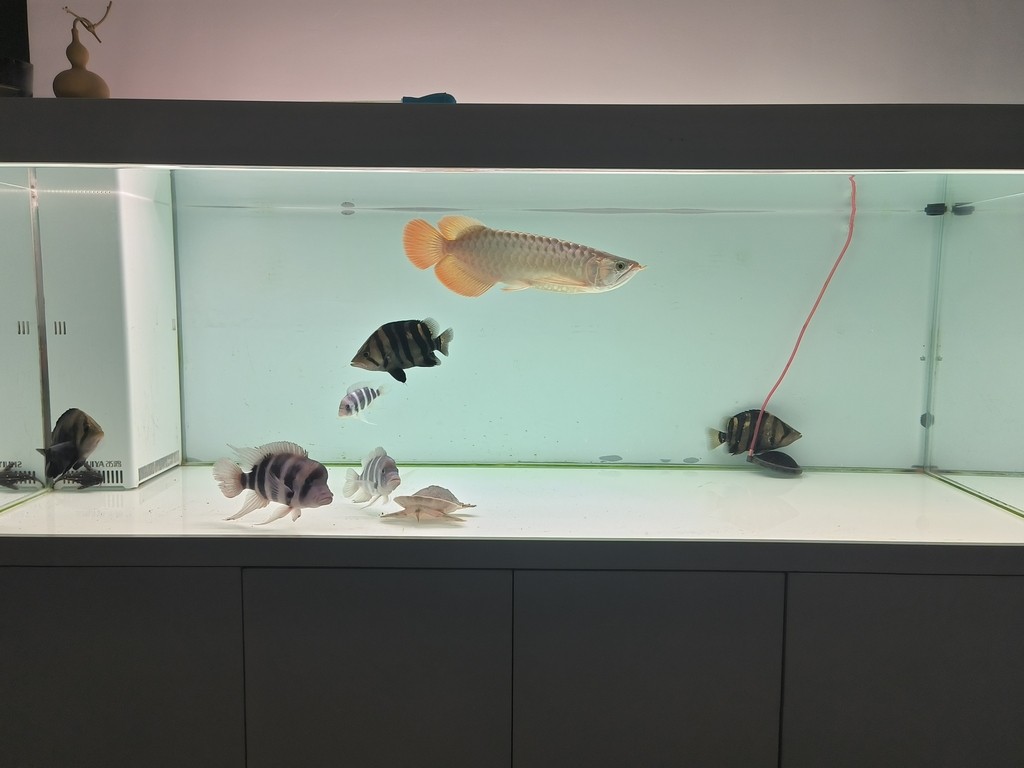 滿缸水第二天，適應了，尾鰭也舒展了
