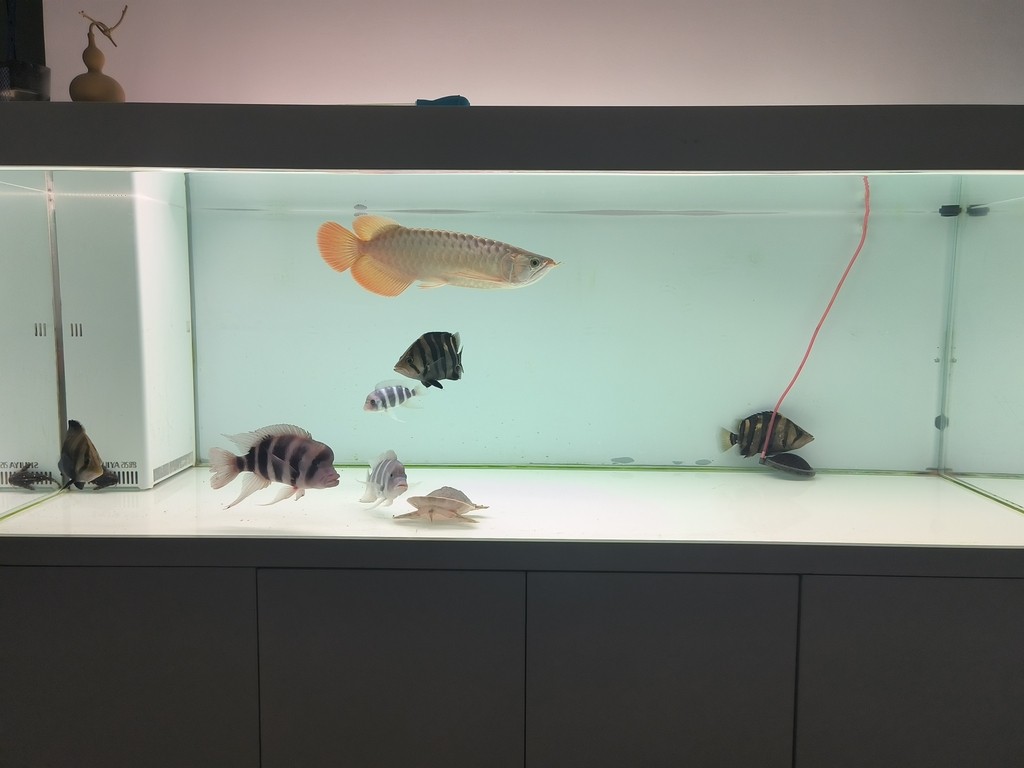 滿缸水第二天，適應了，尾鰭也舒展了