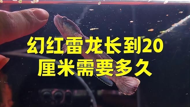 雷龍魚的生長周期