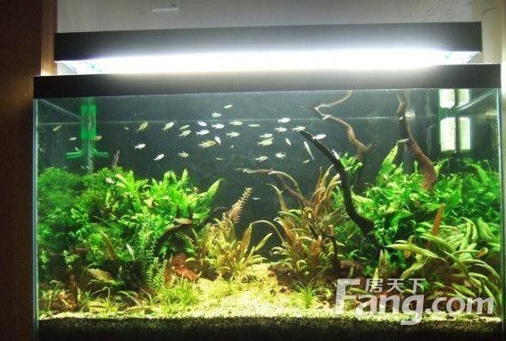 客廳西南方位擺放魚(yú)缸效果：客廳西南方位擺放魚(yú)缸的風(fēng)水禁忌和實(shí)際操作建議