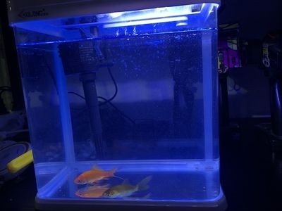 魚缸上的顯示器怎么調試：魚缸顯示器怎么調試