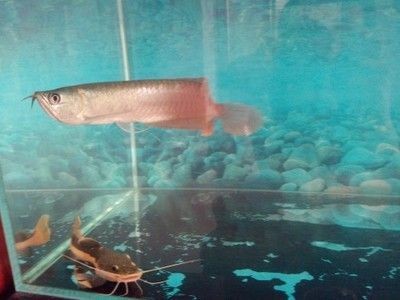 龍魚為什么會側身游：龍魚為什么側身游