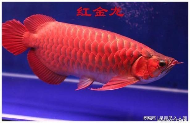 金龍魚通人性嗎：金龍魚的智商相當于人類5歲左右，智商相當于5歲左右