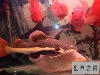 混養招財貓魚注意事項：如何判斷招財貓魚健康狀況