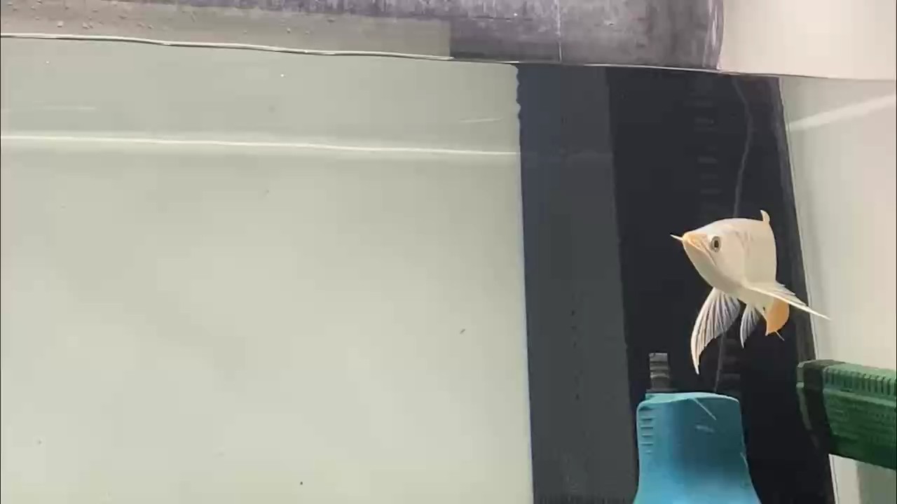 白菜尋找有緣人 白菜尋找有緣人 龍魚論壇