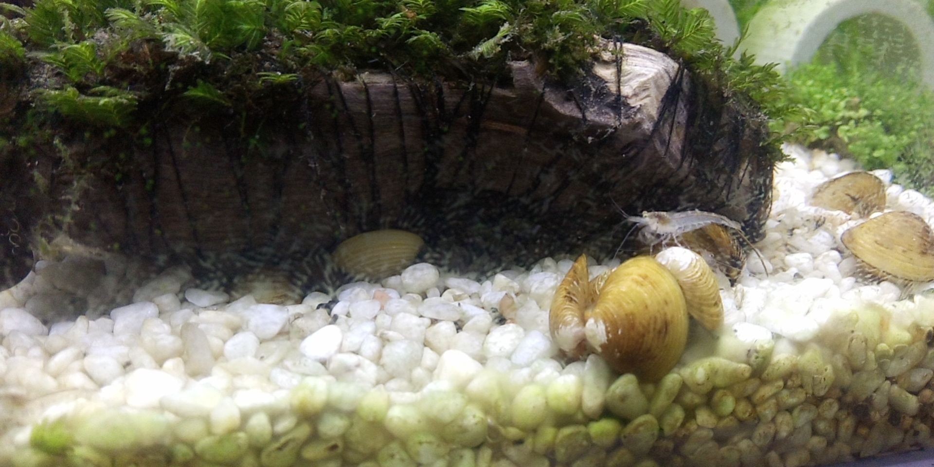 河蚌養在魚缸可以凈化水嗎（如何在魚缸中養殖河蚌） 河蚌養在魚缸可以凈化水嗎（如何在魚缸中養殖河蚌） 魚缸百科 第1張