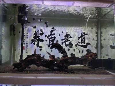 河蚌養在魚缸可以凈化水嗎（如何在魚缸中養殖河蚌） 河蚌養在魚缸可以凈化水嗎（如何在魚缸中養殖河蚌） 魚缸百科 第2張