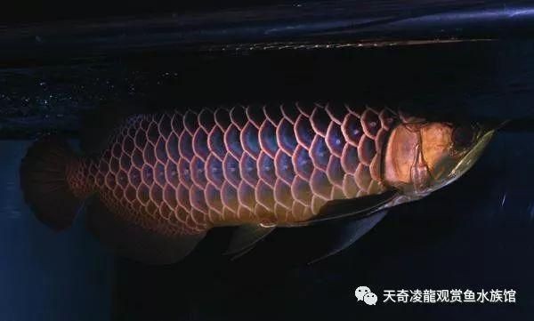 金龍魚怎么分別好壞啊：金龍魚的鑒別方法