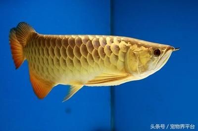 黃尾金龍魚和紅尾金龍魚的區別：紅尾金龍魚和紅尾金龍魚的區別