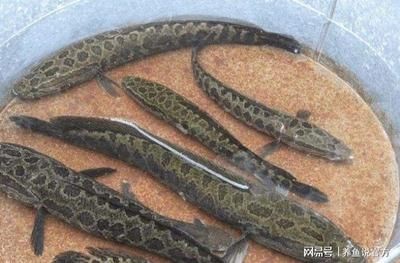 雷龍魚那個品種最小：最小的雷龍魚品種