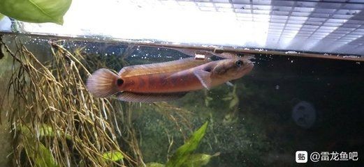 雷龍魚那個品種最小：最小的雷龍魚品種
