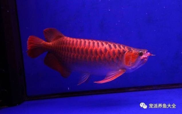 雪龍魚飼料增色效果對比：雪龍魚專用增色飼料品牌