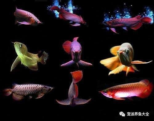 雪龍魚飼料增色效果對比：雪龍魚專用增色飼料品牌