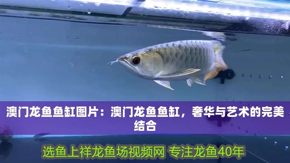 澳門龍魚魚缸圖片：澳門龍魚魚缸，奢華與藝術(shù)的完美結(jié)合