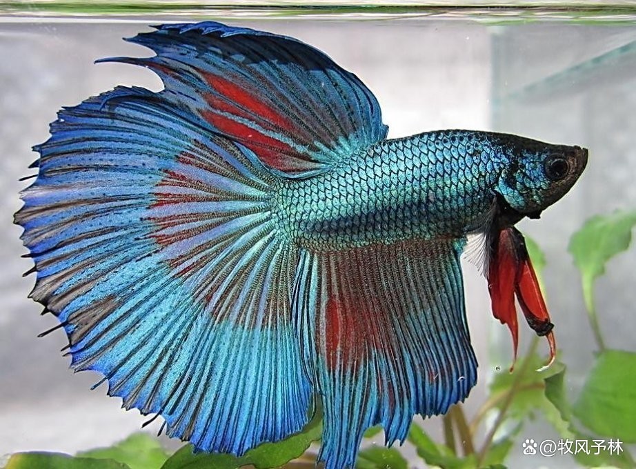 龍魚可以和地圖魚混養嗎 龍魚可以和地圖魚混養嗎 龍魚百科 第2張