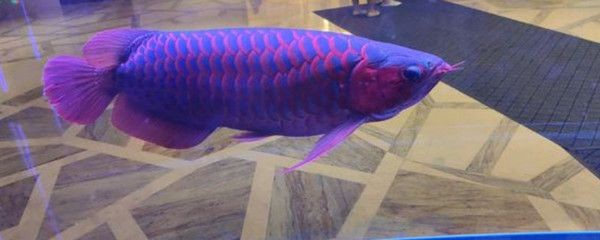 紅龍魚的飼養溫度（關于紅龍魚飼養溫度的詳細信息）