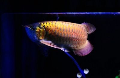 紅龍魚的飼養溫度（關于紅龍魚飼養溫度的詳細信息）