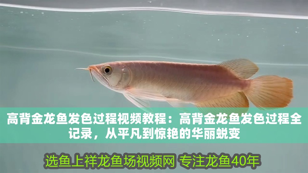 高背金龍魚發色過程視頻教程：高背金龍魚發色過程全記錄，從平凡到驚艷的華麗蛻變
