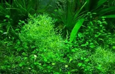 魚缸水草發(fā)黃爛葉怎么辦，如何正確給水草施肥