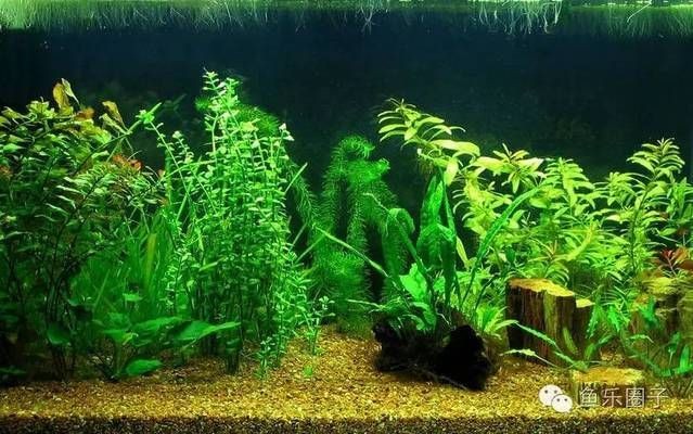 魚缸水草發(fā)黃爛葉怎么辦，如何正確給水草施肥