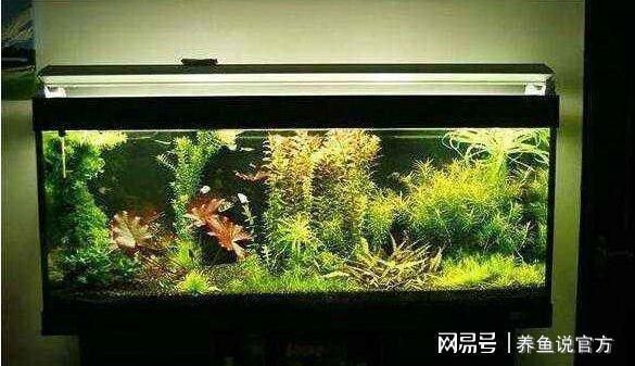 如何科學(xué)控制魚(yú)缸光照：科學(xué)控制魚(yú)缸光照對(duì)于維持水族生態(tài)的健康至關(guān)重要