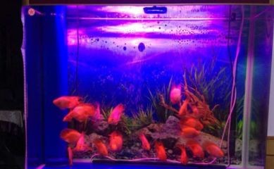 色彩心理學在魚缸背景選擇魚缸背景的選擇色彩心理學基本原理：色彩心理學在選擇魚缸背景中的應用 色彩心理學在魚缸背景選擇魚缸背景的選擇色彩心理學基本原理：色彩心理學在選擇魚缸背景中的應用 魚缸百科 第2張