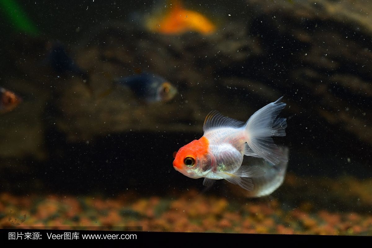 色彩心理學在魚缸背景選擇魚缸背景的選擇色彩心理學基本原理：色彩心理學在選擇魚缸背景中的應用 色彩心理學在魚缸背景選擇魚缸背景的選擇色彩心理學基本原理：色彩心理學在選擇魚缸背景中的應用 魚缸百科 第3張