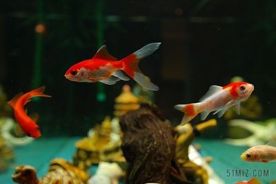 色彩心理學在魚缸背景選擇魚缸背景的選擇色彩心理學基本原理：色彩心理學在選擇魚缸背景中的應用 色彩心理學在魚缸背景選擇魚缸背景的選擇色彩心理學基本原理：色彩心理學在選擇魚缸背景中的應用 魚缸百科 第1張