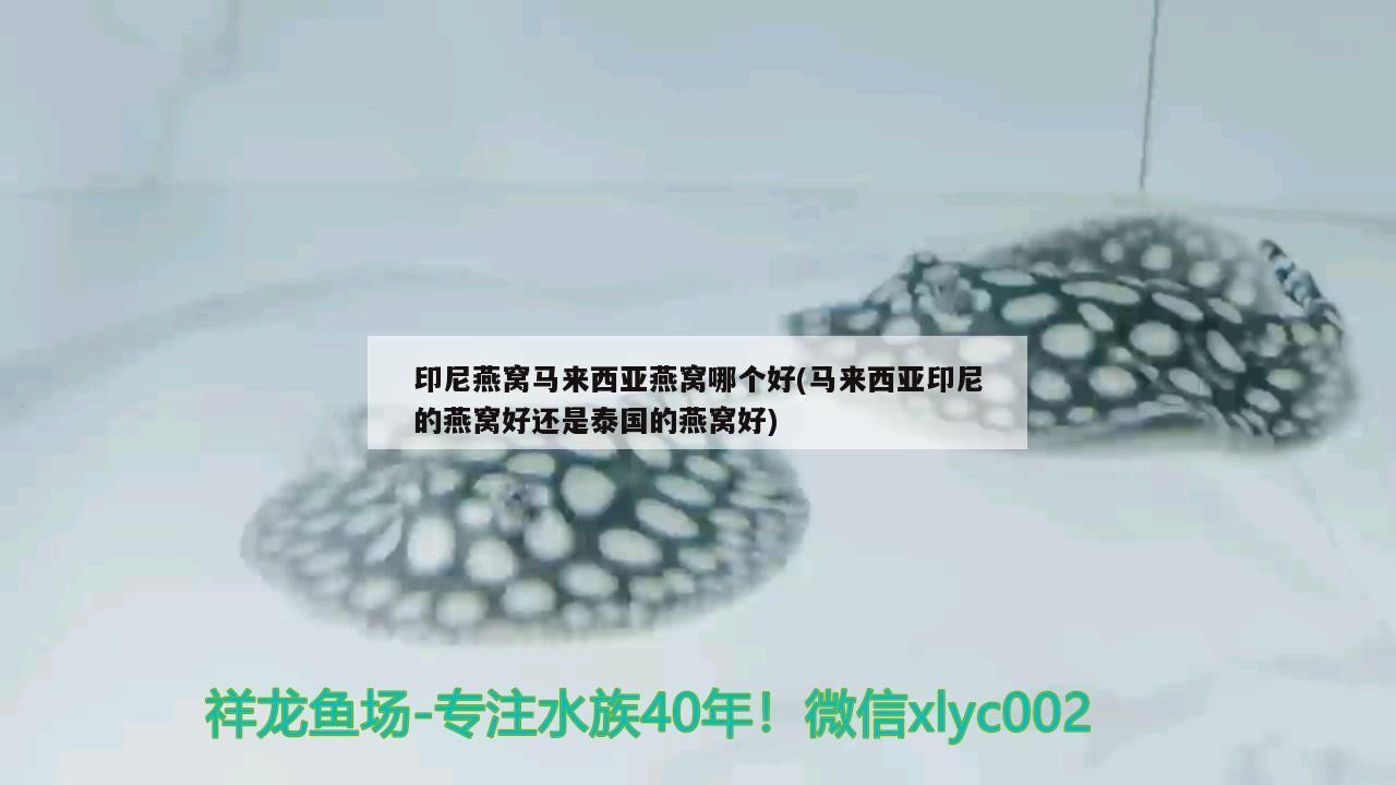 阿魯科爾沁旗天山鎮(zhèn)愛魚者觀賞魚大世界城（房產(chǎn)方面的律師）