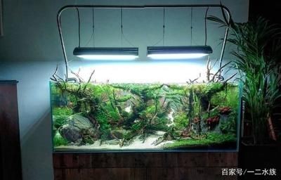 廣東夏季魚缸水溫一般多少？：夏季養(yǎng)魚常見誤區(qū)與對(duì)策夏季養(yǎng)魚常見誤區(qū)與對(duì)策