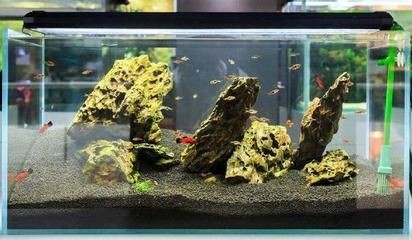 觀賞魚缸設(shè)置觀賞魚對水位的適應(yīng)性不同品種的要求：觀賞魚缸的水位調(diào)節(jié)