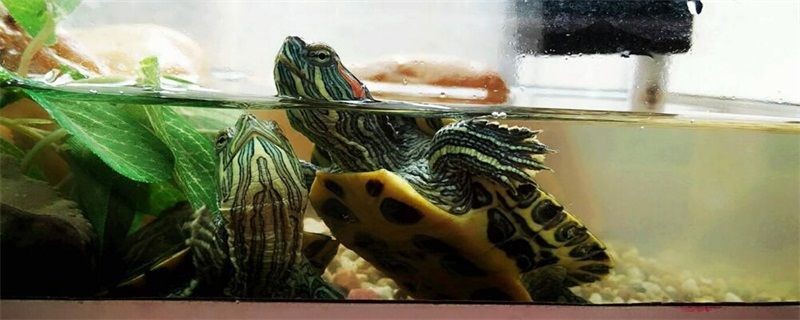 觀賞魚缸設(shè)置觀賞魚對水位的適應(yīng)性不同品種的要求：觀賞魚缸的水位調(diào)節(jié)