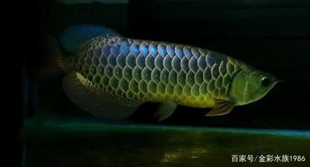 過背金龍魚怎么養金質更好：過背金龍魚怎么養金質更好過背金龍魚的飼養方法
