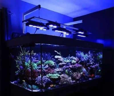觀景魚缸的養(yǎng)護方法（觀景魚缸養(yǎng)護方法）