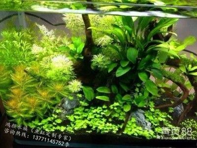 觀景魚缸的養(yǎng)護方法（觀景魚缸養(yǎng)護方法）