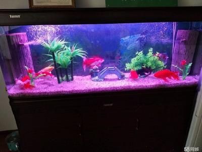 觀景魚缸的養(yǎng)護方法（觀景魚缸養(yǎng)護方法）