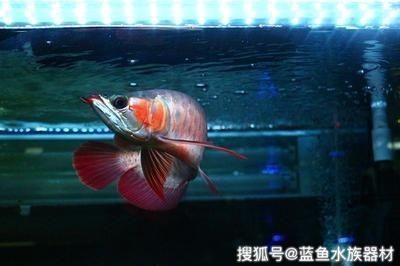 龍魚新入缸多久可以喂食：龍魚新入缸后應該怎么喂食