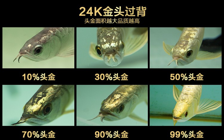 云霄縣揚靈水族觀賞魚店（云霄縣揚靈水族觀賞魚店地址）