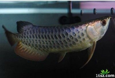 龍魚翻肚基本沒救：龍魚翻肚了怎么辦？
