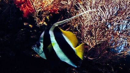 歐泊龍魚缸怎么樣：歐鉑龍魚缸怎么樣