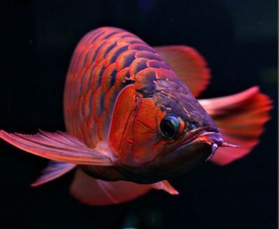 紅龍魚怎么樣，紅龍魚是一種美麗且富有文化意義的觀賞魚飼養(yǎng)環(huán)境設(shè)置