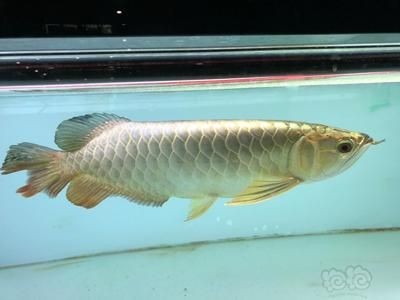 龍魚金頭是天生的嗎為什么：龍魚金頭并不是天生的而是經過人工培育和選擇的結果