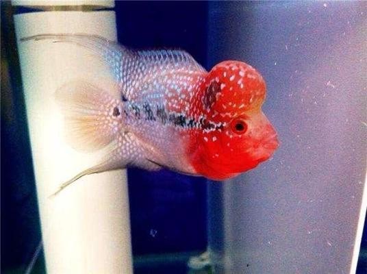 昆山市玉山鎮杰強水族館（昆山市玉山鎮杰強水族館電話）