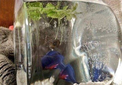 魚缸里的魚在一個地方聚集：為什么魚缸里的魚在一個地方聚集 魚缸里的魚在一個地方聚集：為什么魚缸里的魚在一個地方聚集 魚缸百科 第5張