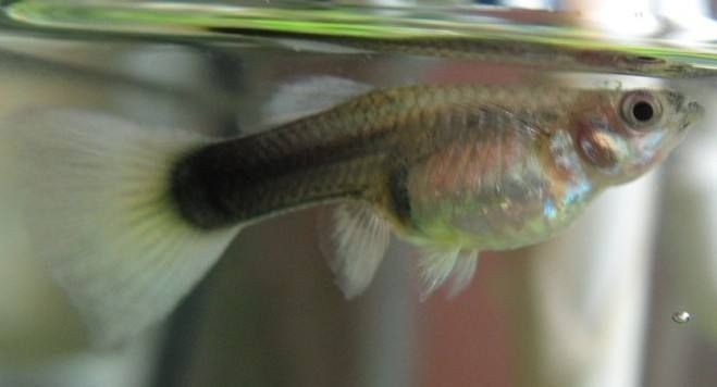 魚缸里的魚在一個地方聚集：為什么魚缸里的魚在一個地方聚集 魚缸里的魚在一個地方聚集：為什么魚缸里的魚在一個地方聚集 魚缸百科 第3張